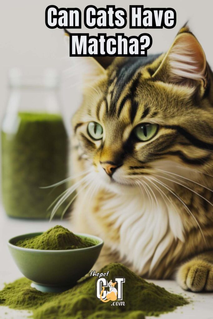 Can Cats Have Matcha