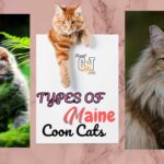 <strong>Types of Maine Coon Cats</strong>