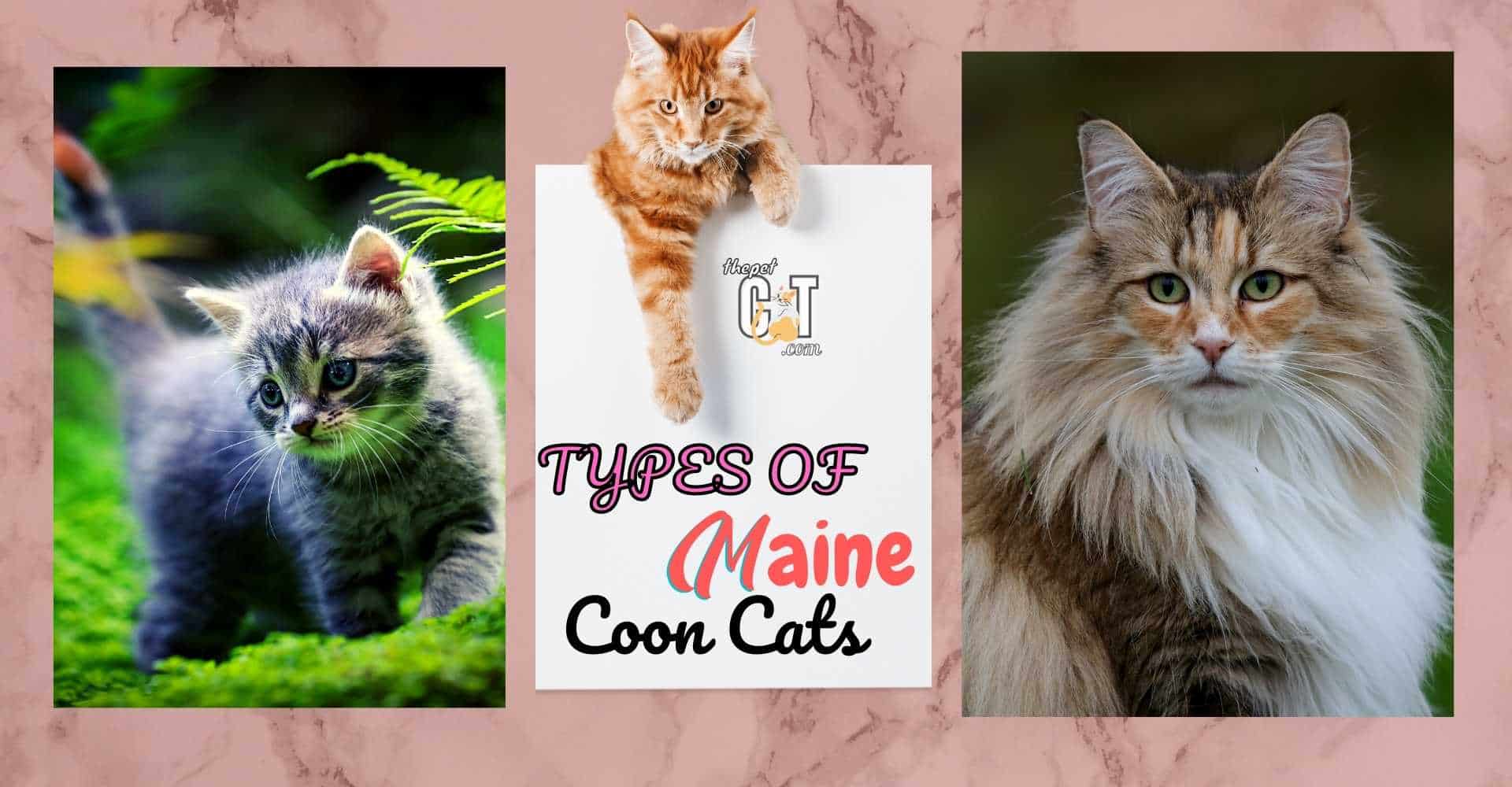 Types of Maine Coon Cats