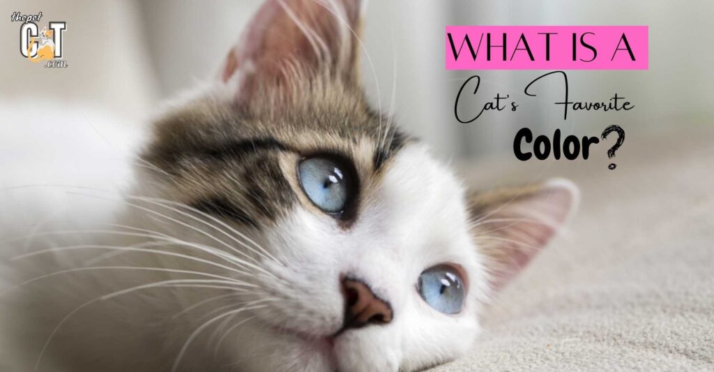 What is a Cat’s Favorite Color? - The Pet Cat