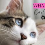 What is a Cat’s Favorite Color?