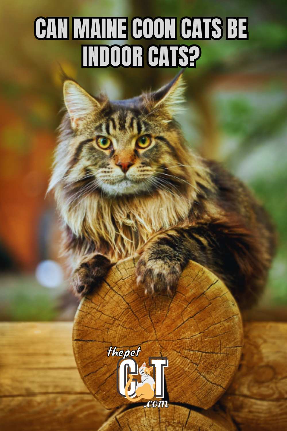 Can Maine Coon Cats Be Indoor Cats