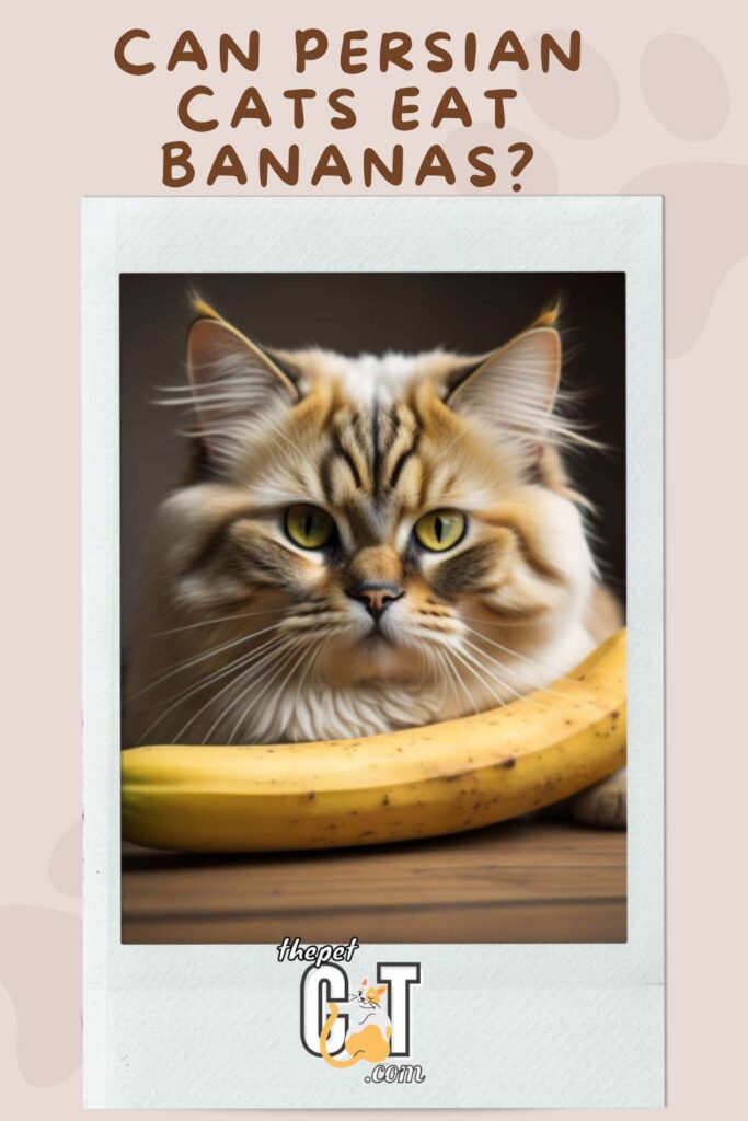 Can Persian Cats Eat Bananas