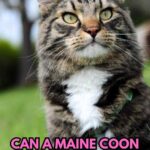 Can a Maine Coon Kill a Human?