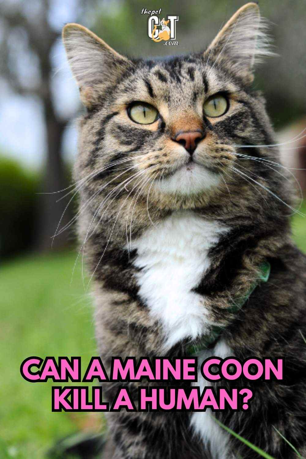 Can a Maine Coon Kill a Human