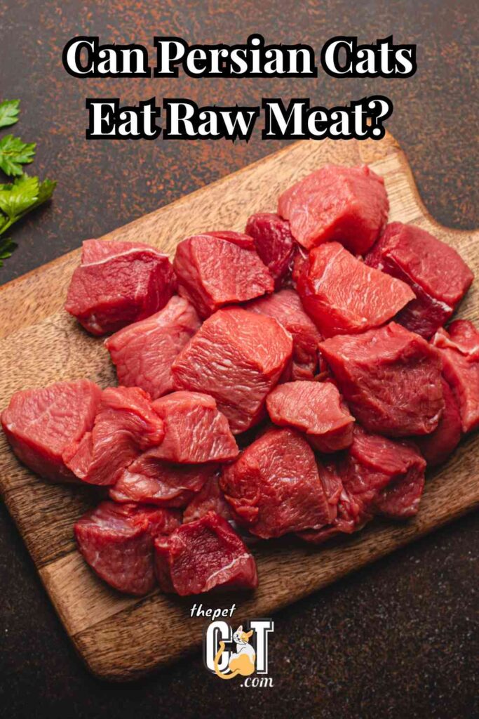 Can Persian Cats Eat Raw Meat