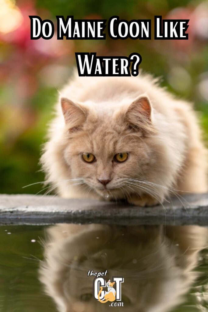 Do Maine Coon Like Water