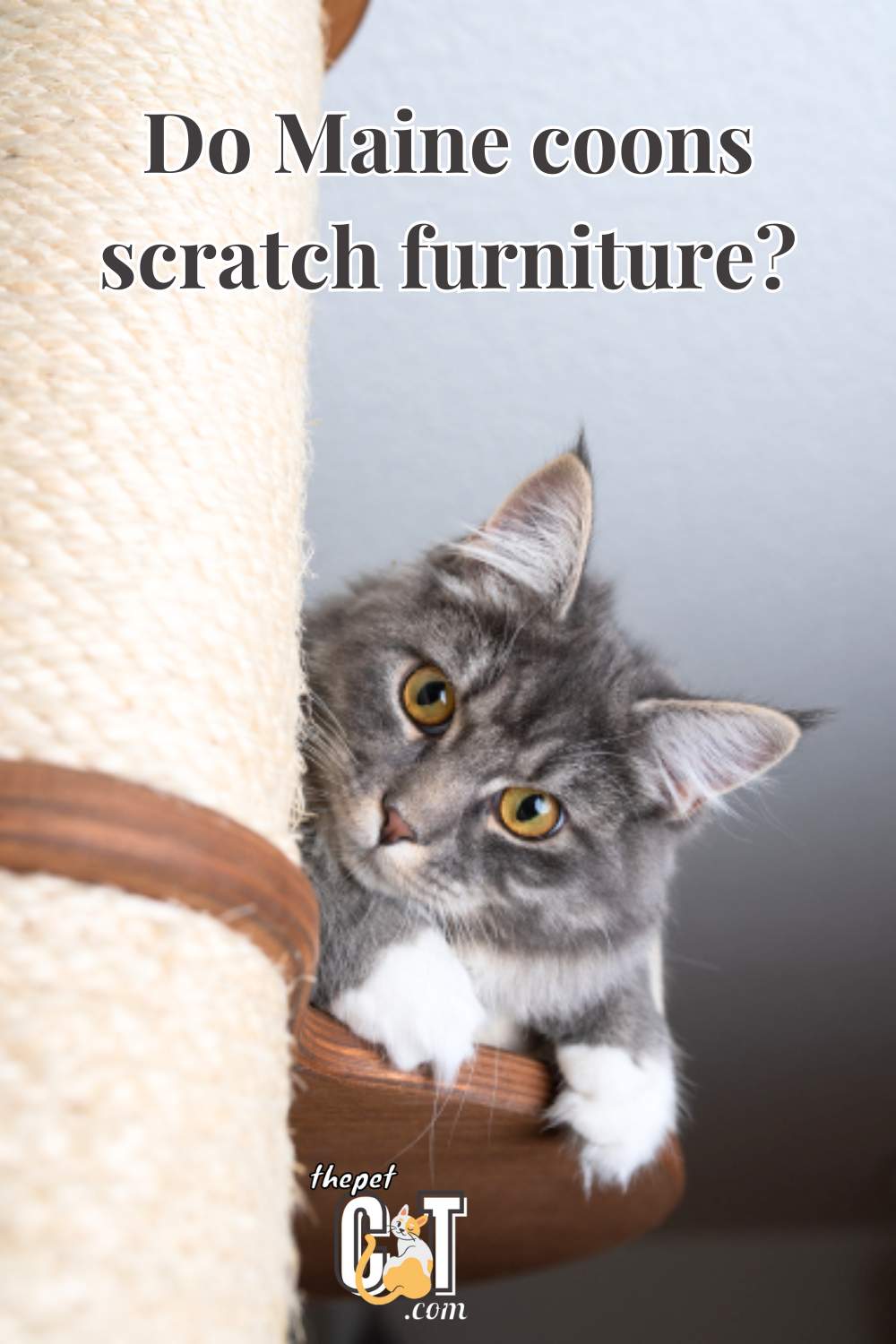 Do Maine coons scratch furniture