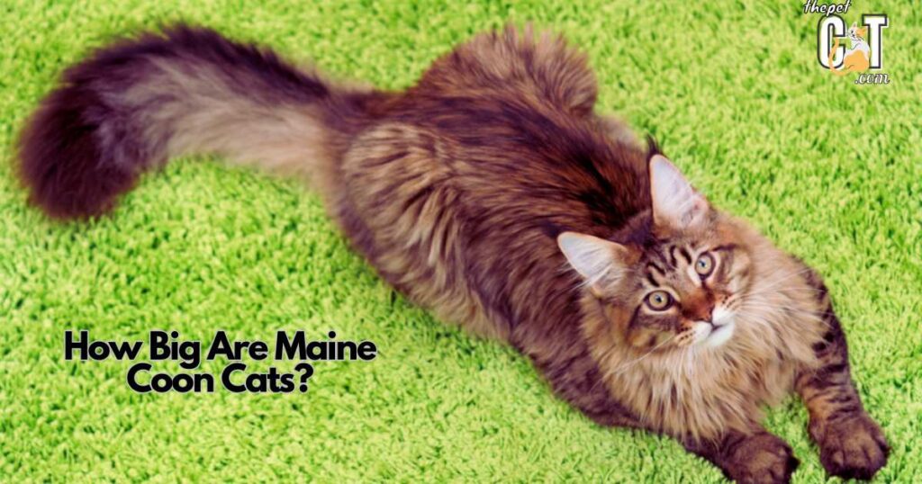 How Big Are Maine Coon Cats