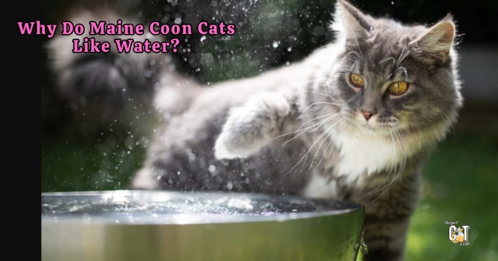 Why Do Maine Coon Cats Like Water