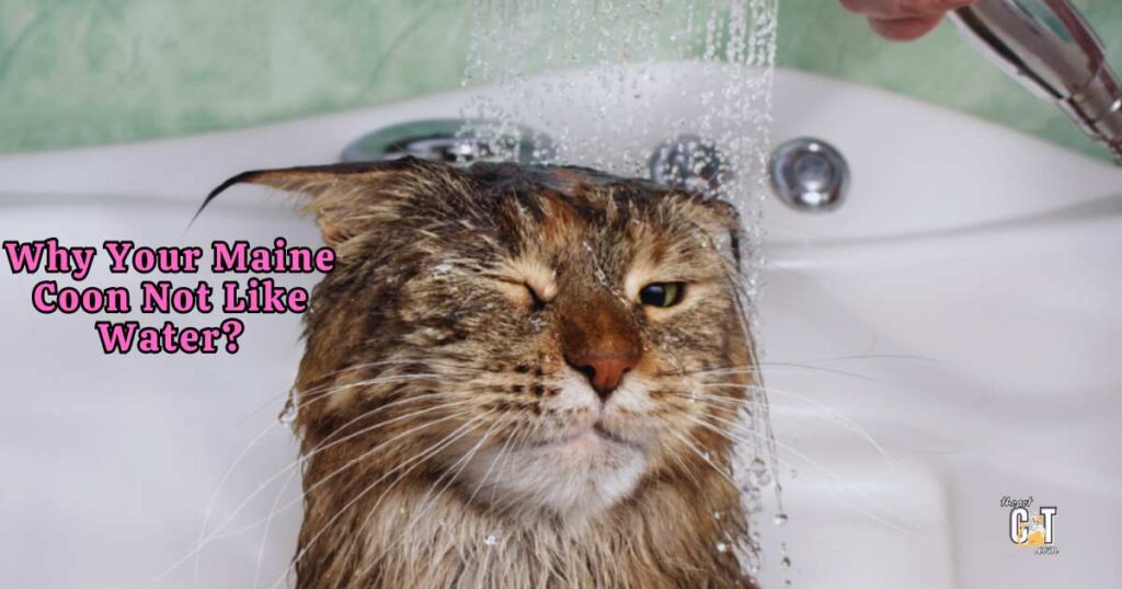 Why Your Maine Coon Not Like Water