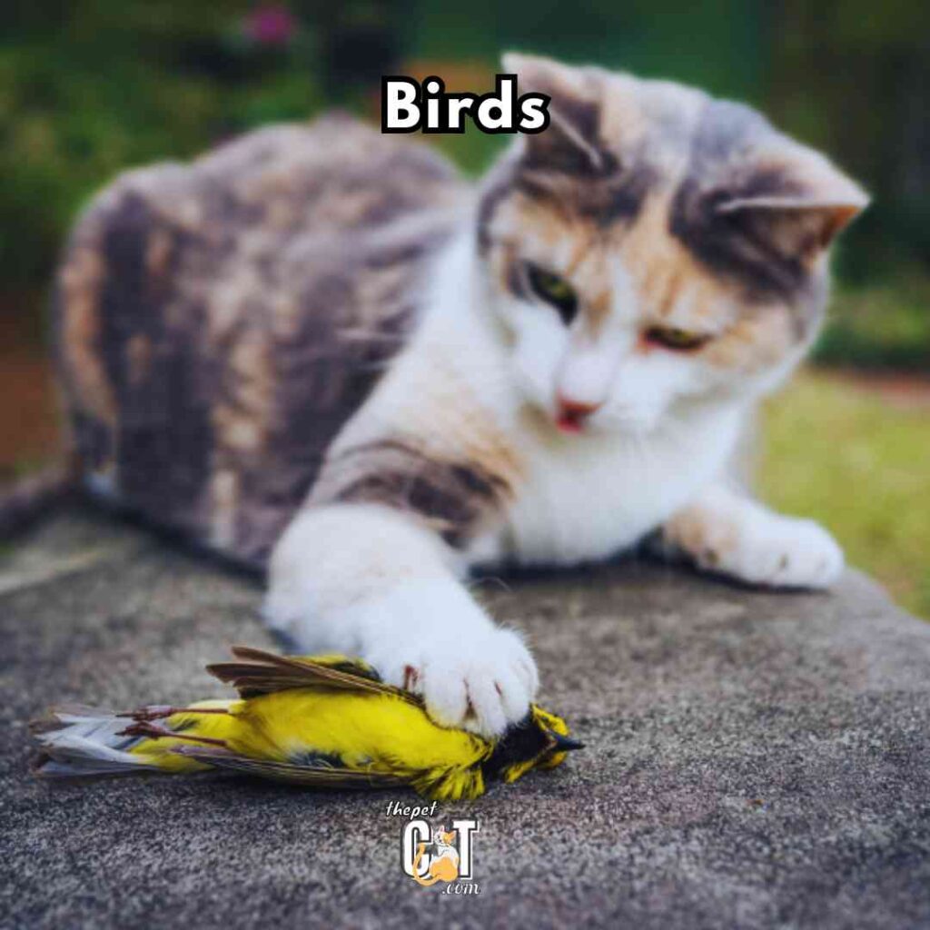 Birds