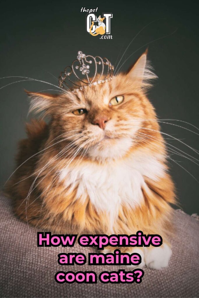 How Expensive Are Maine Coon Cats