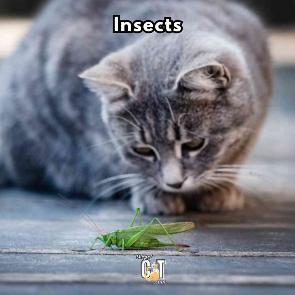 Insects