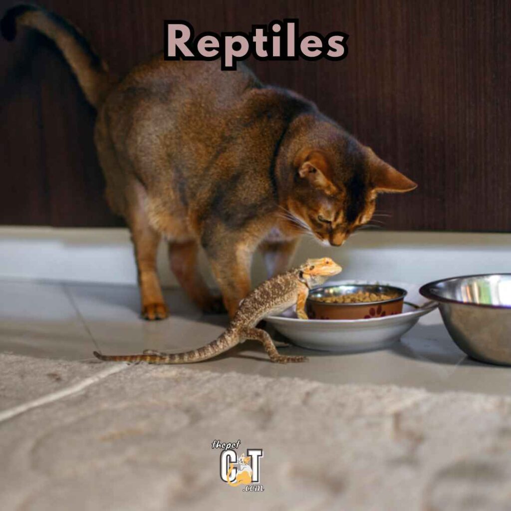 Reptiles