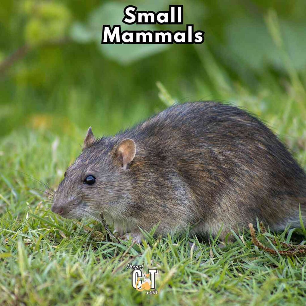 Small Mammals