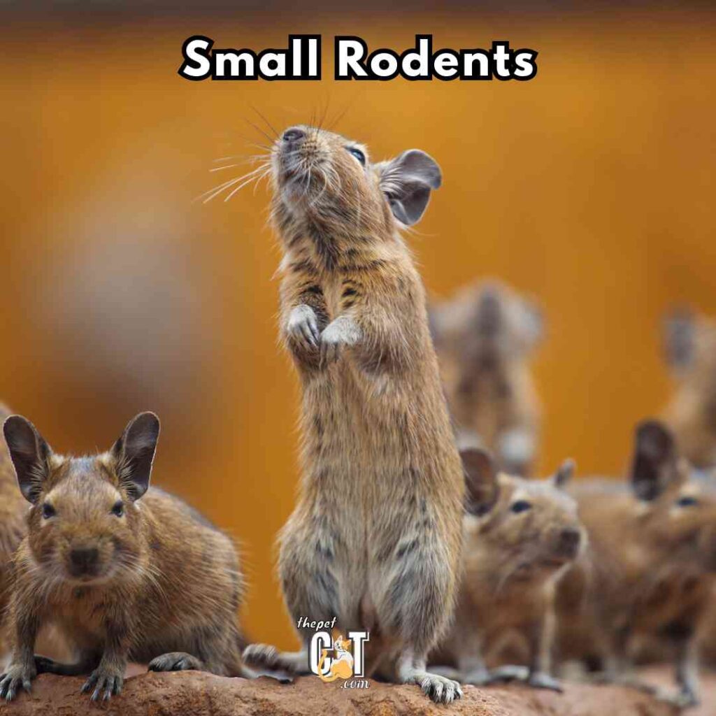 Small Rodents