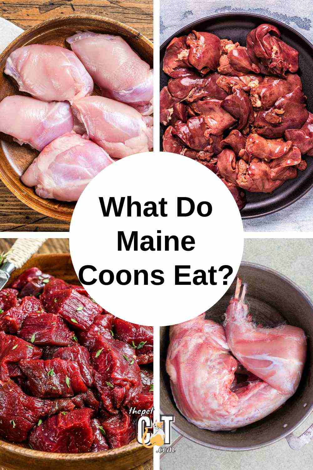 What do Maine coons eat